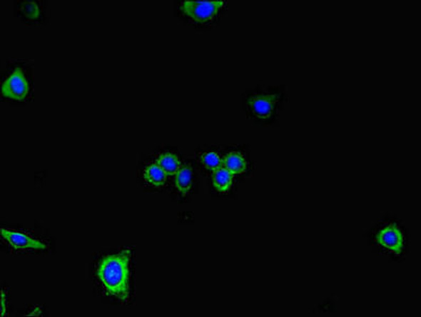 DNAH7 Antibody (PACO46898)