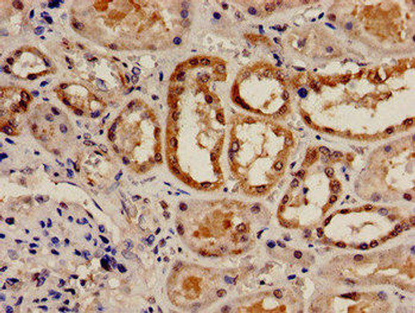 RAD9A Antibody (PACO54178)