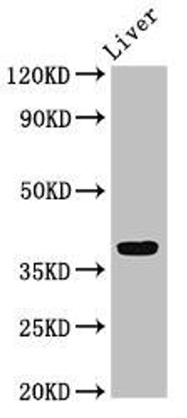 APOH Antibody (PACO54426)