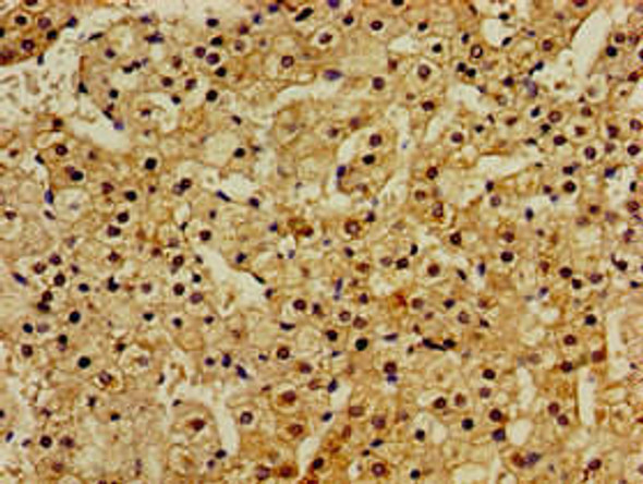 RASSF1 Antibody (PACO54582)