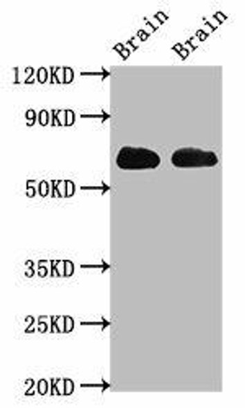SLC1A2 Antibody (PACO55002)