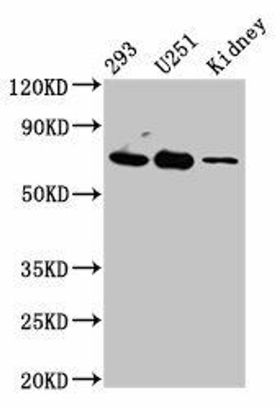 EOMES Antibody (PACO55474)