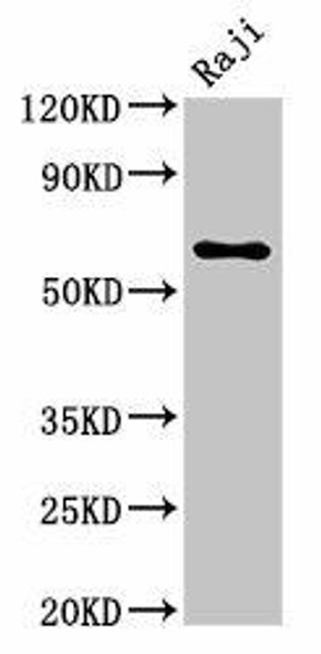 MSN Antibody (PACO55566)