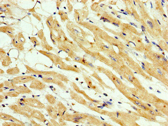 CNNM3 Antibody (PACO56058)