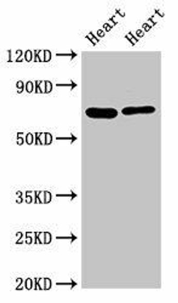 FASTKD2 Antibody (PACO56198)