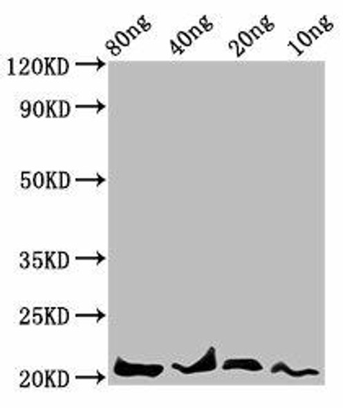 LEP Antibody (PACO60753)