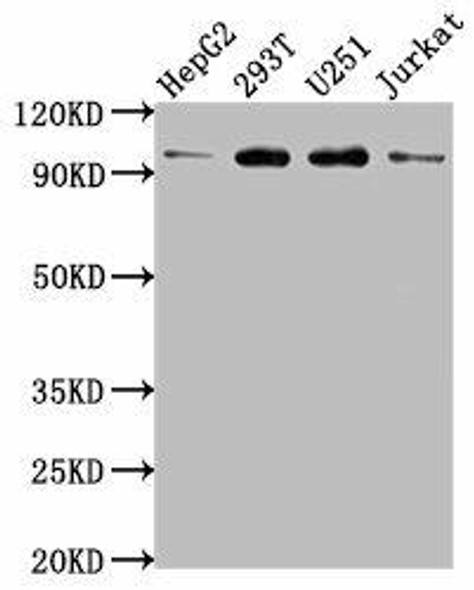 KPNB1 Antibody (PACO62747)
