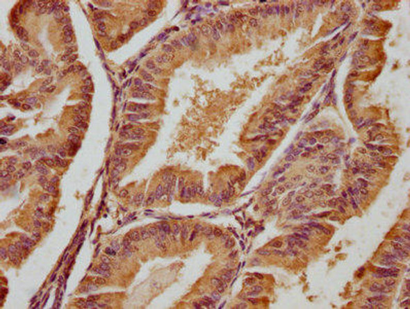 FGF4 Antibody (PACO62891)