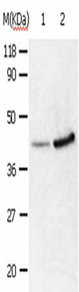 ANXA2 Antibody (PACO13844)