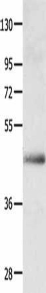 APLNR Antibody (PACO14046)