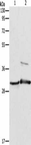 APOBEC2 Antibody (PACO19122)