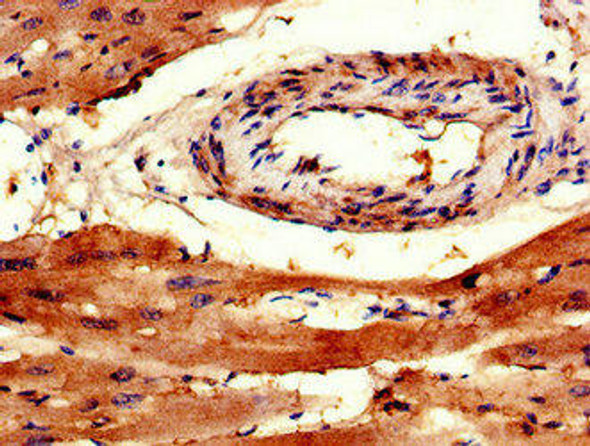 TRAPPC9 Antibody (PACO48702)