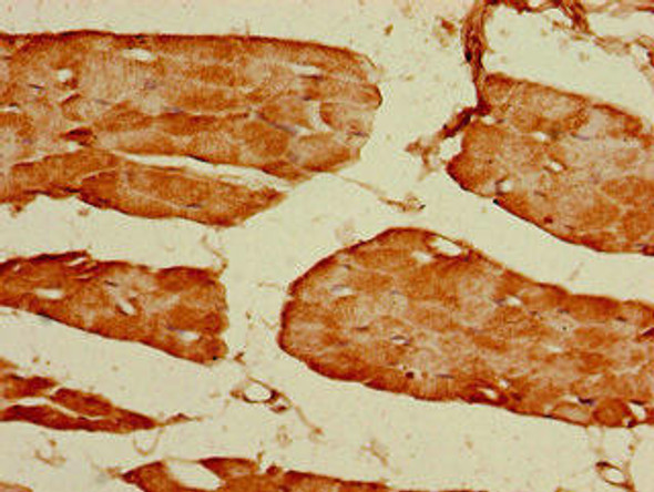 GRIN2C Antibody (PACO48950)