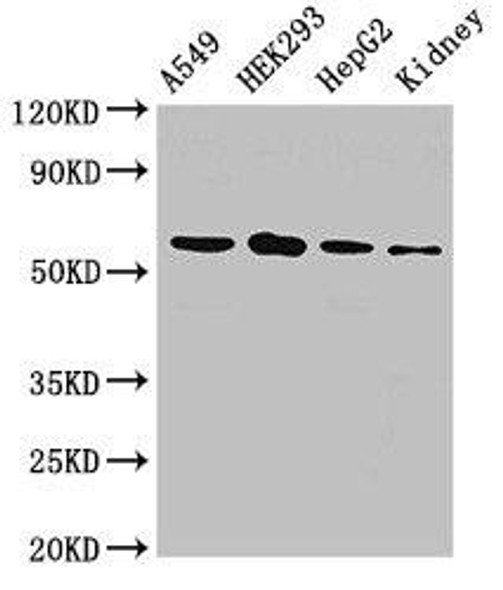 P4HA1 Antibody (PACO49850)