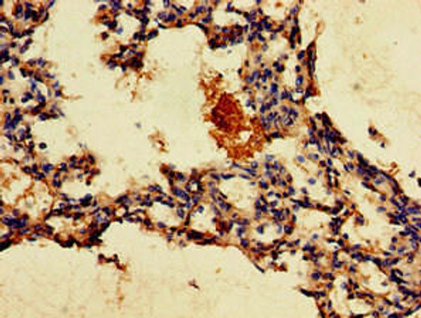 GPR4 Antibody (PACO51578)