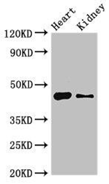 MNDA Antibody (PACO51714)