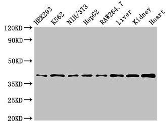 POLR1C Antibody (PACO51830)