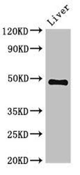 PSMC4 Antibody (PACO51894)