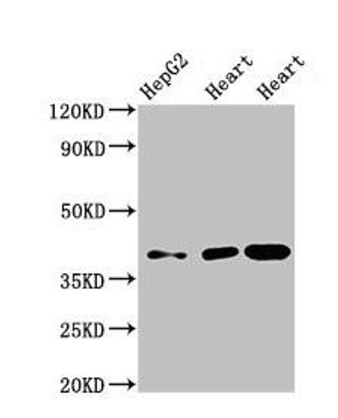 WISP3 Antibody (PACO52050)