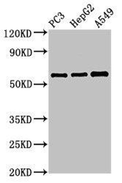 VNN1 Antibody (PACO53062)