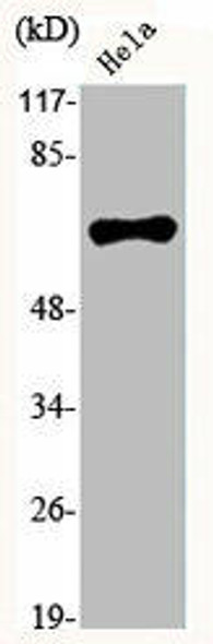 HNRNPL Antibody (PACO06558)