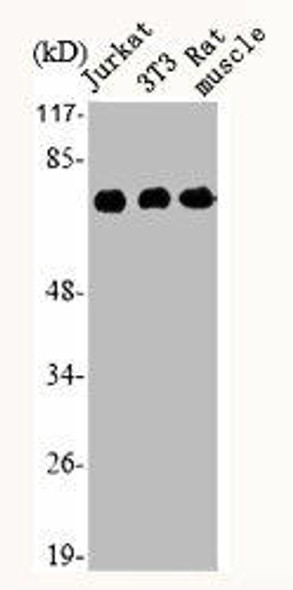 HSPA8 Antibody (PACO06562)