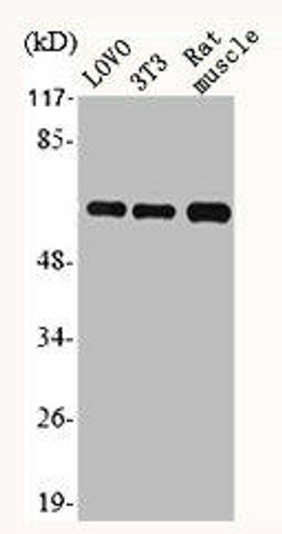 HSPD1 Antibody (PACO06568)