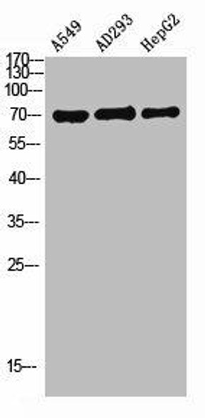 SLCO1A2 Antibody (PACO06705)