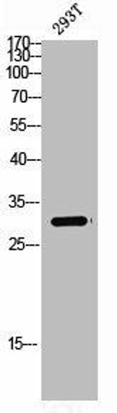 SPIN1 Antibody (PACO06820)