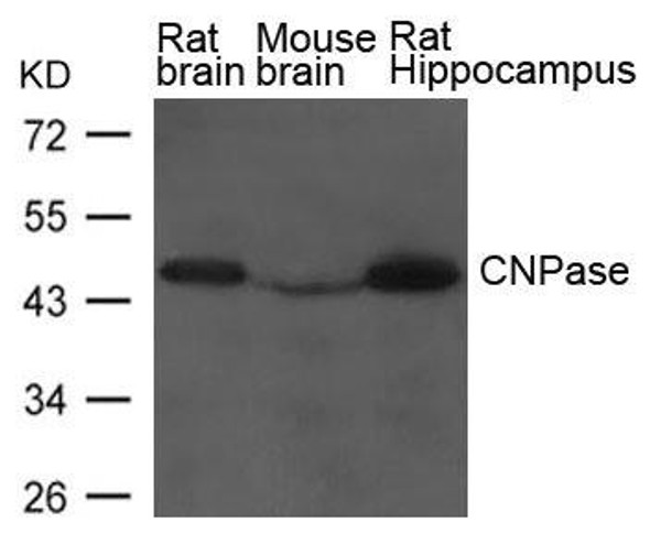 CNP Antibody (PACO21544)