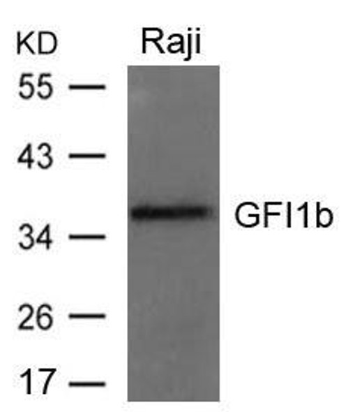 GFI1B Antibody (PACO21553)