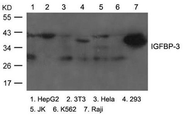 IGFBP3 Antibody (PACO21557)