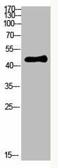 SMARCB1 Antibody (PACO07455)