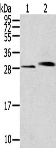 CLIC4 Antibody (PACO19484)