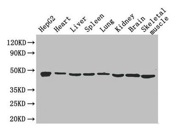 Eno1 Antibody (PACO26477)