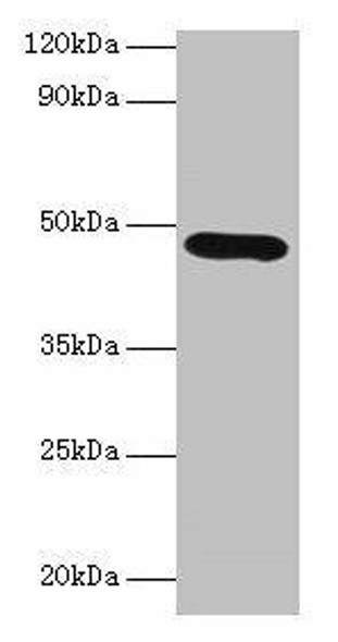 Lox Antibody (PACO27985)