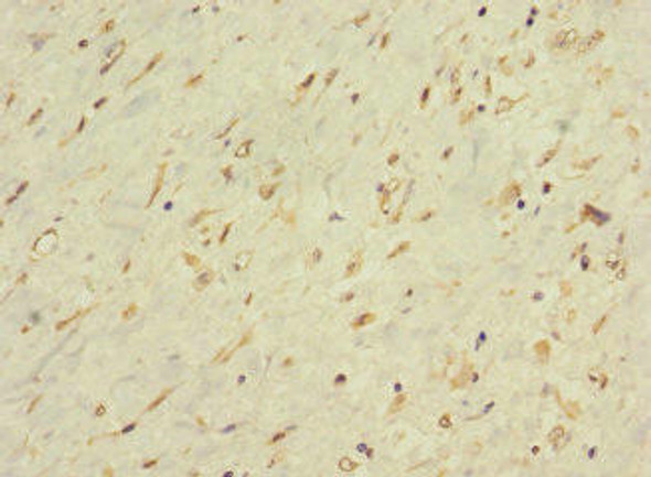 LONRF1 Antibody (PACO35426)