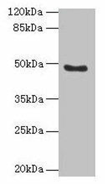 RBBP7 Antibody (PACO35654)