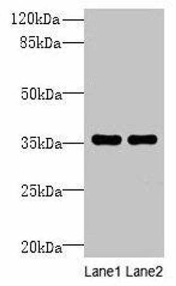 NAIF1 Antibody (PACO36346)