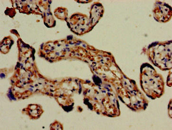 FCGR3A Antibody (PACO51494)
