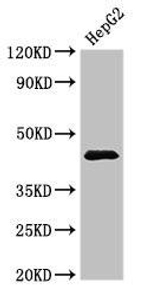 PSMC5 Antibody (PACO51898)