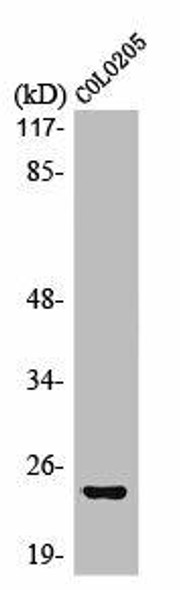 MED18 Antibody (PACO01054)