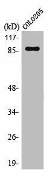 POU2F1/POU2F2 Antibody (PACO01196)