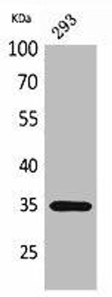 TNFSF11 Antibody (PACO02090)