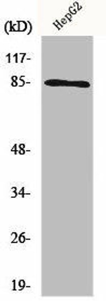 CHUK/IKBKB Antibody (PACO06580)