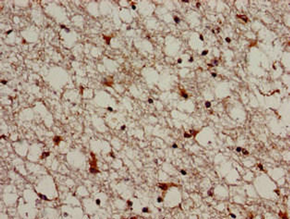 TRIM33 Antibody (PACO51182)