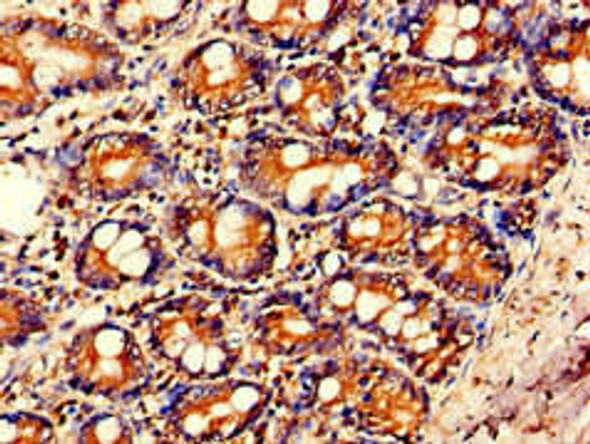 IL23A Antibody (PACO52074)