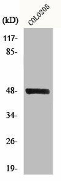 STK24 Antibody (PACO01115)