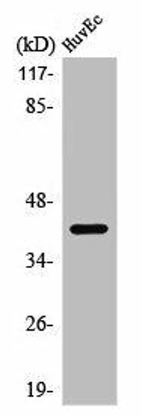 PRDM12 Antibody (PACO01363)