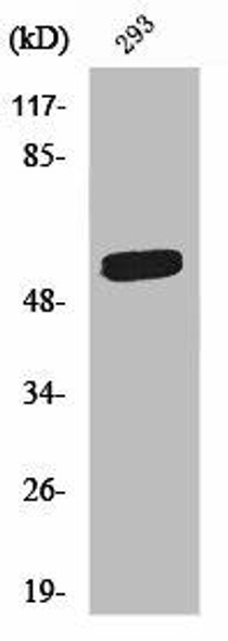 TERF2IP Antibody (PACO01410)